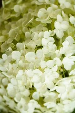 White hydrangeas (close-up) Stock Photos