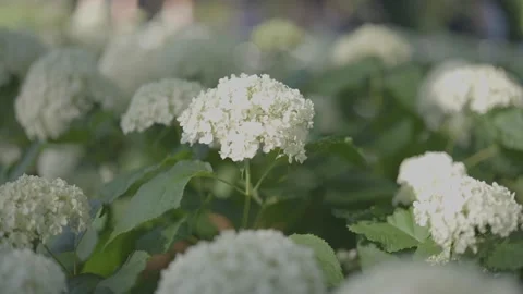 White Hydrangeas flowers in garden bed, in the summer time Vídeo Stock 229781416
