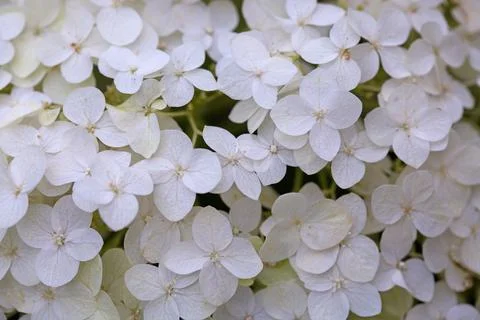 White hydrangeas in natural sunlight,close up. Stock Photos