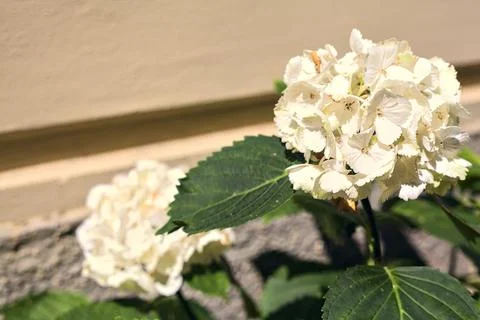 White hydrangeas next to a wall seen up close Stock Photos