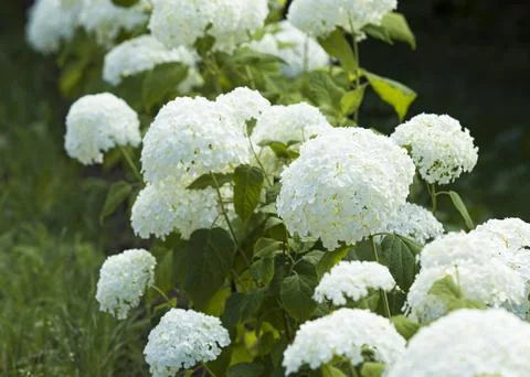 White hydrangeas Stock Photos