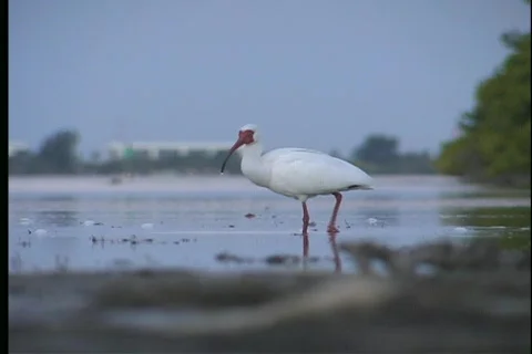 White Ibis - 1 Stock Footage 445844