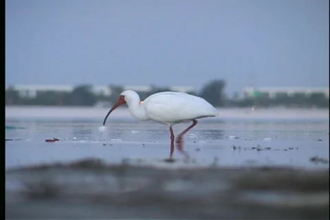 White Ibis - 2 Stock Footage 445855