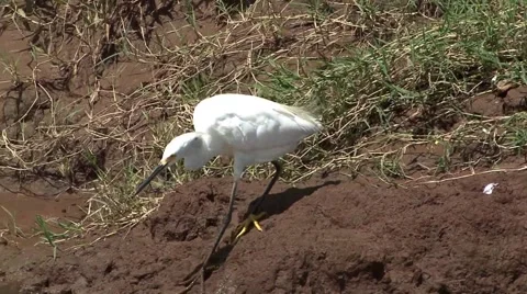 White Ibis bird feeding 스톡 동영상 45272322