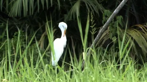 White ibis bird Stock Footage 40369577