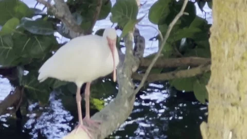 White Ibis bird Stock Footage 165083262