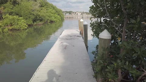 White Ibis Bird looking left toward water while on a dock beside water. Stock Footage 250629509