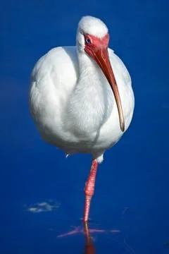 White ibis blue Stock Photos
