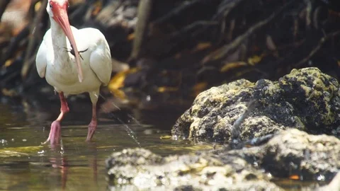 White Ibis catches crab Vídeo Stock 75463071