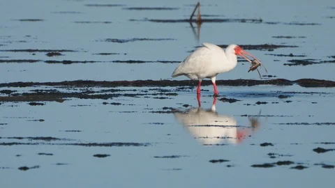White Ibis catfish Stock Footage 107396279