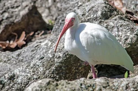 White Ibis (Eudocimus albis) 20180310 6422 Stock-Fotos