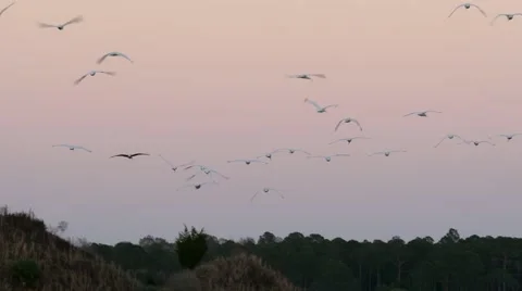 White Ibis (Eudocimus albus)  flock Stock Footage 60063484