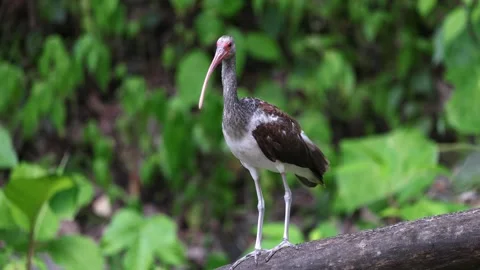 White Ibis Eudocimus albus Perched on Branch in Natural Habitat Stock Footage 325992019