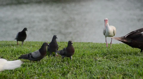 White ibis (eudocimus albus) steals bred from birds doing social life during 스톡 동영상 39653197