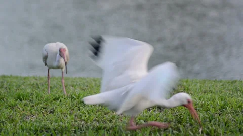 White ibis (eudocimus albus) take the food and leave the composition clean ho Stock-Footage 39653194