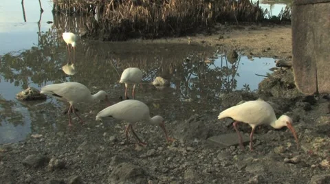White Ibis' feeding Stock Footage 8749845