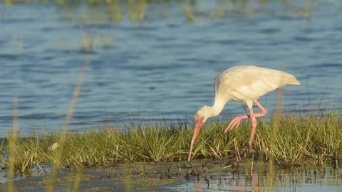White Ibis feeding Video stock 88548169