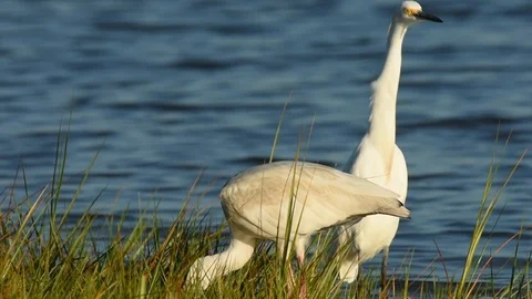 White Ibis feeding Vidéo 88548192