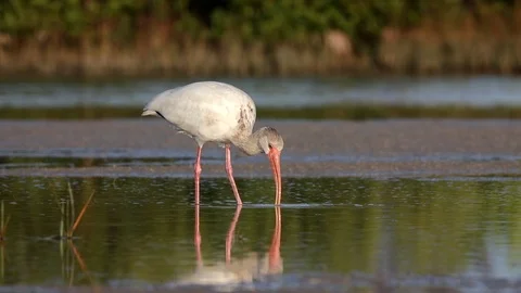 White Ibis feeding Stock Footage 119740320