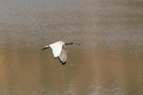 White Ibis in flight Stock Photos