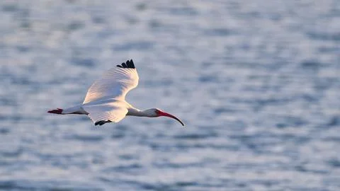 White Ibis In Flight Stock Photos