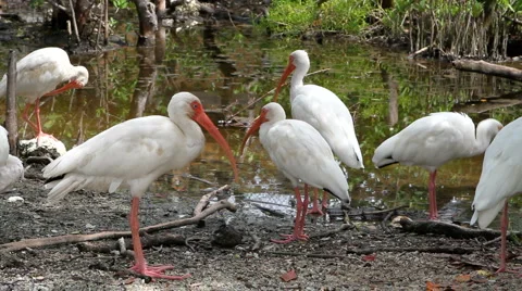 White Ibis Flock Stock Footage 1067773