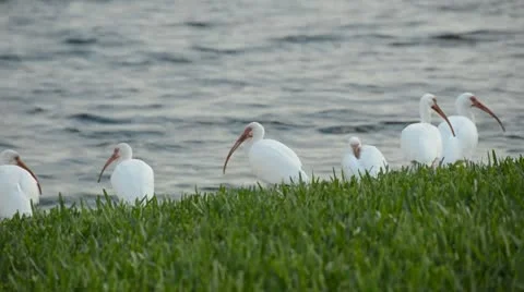 White ibis in Florida Stock Footage 10745441
