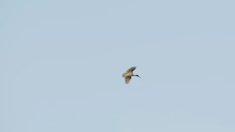 White ibis flying down to land in wetland trees. Wildlife tracking shot in natur Video stock 319924949