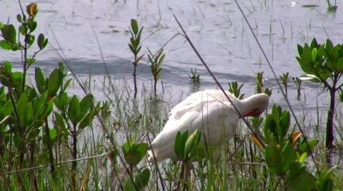 White Ibis Stockbeeldmateriaal 445470