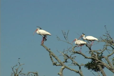 White Ibis Stock Footage 530665