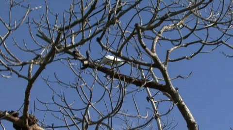 White ibis Video stock 630739