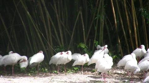 White ibis Stock Footage 650038