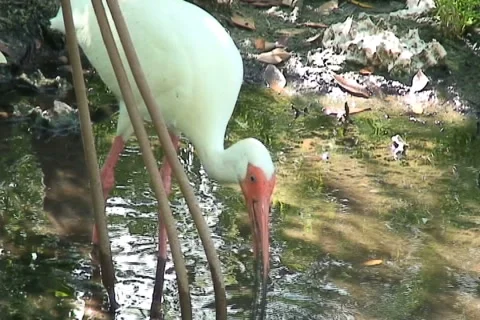 White Ibis Stock Footage 5221905