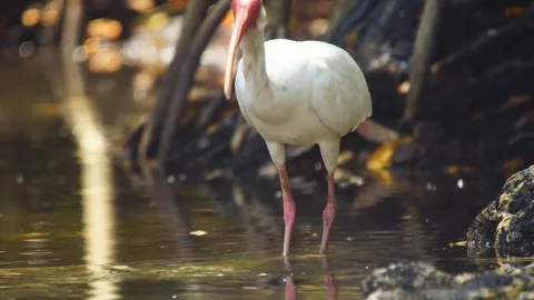 White Ibis Stock Footage 75463173