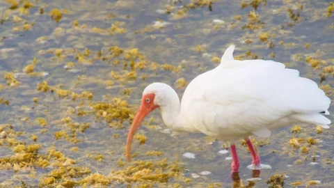 White Ibis Vidéo 75577523