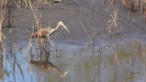 White Ibis Stock Footage 88632856