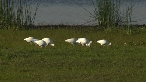 White Ibis Stock Footage 102546470