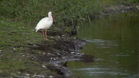White Ibis Stock Footage 102547991
