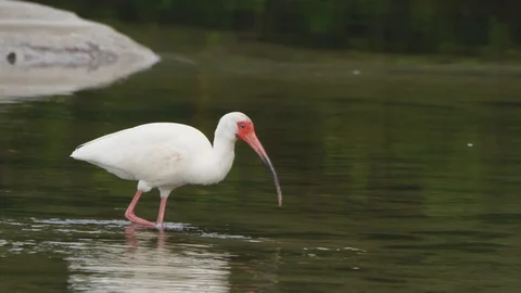 White Ibis Stock Footage 107386003