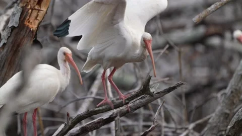 White Ibis Stock Footage 147297243