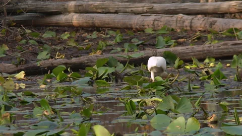 White ibis foraging among aquatic vegetation in shallow water at Okefenokee Stock Footage 343745570