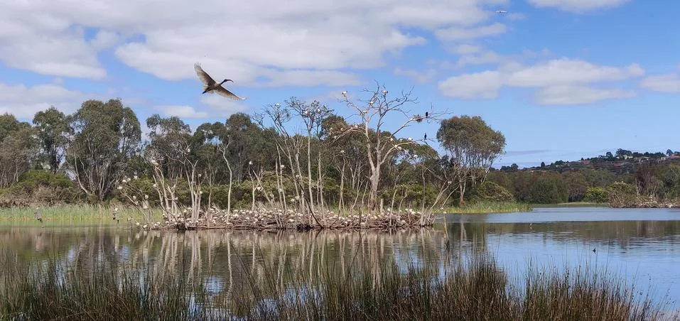 White Ibis in Full Flight Mid Air lift off Nesting Island Jells Park Australia Stock Photos