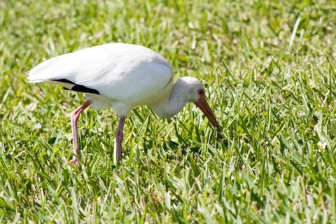White ibis in the grass Stock Photos