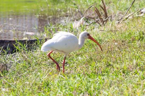White ibis in the lake Stock Photos