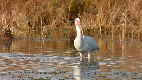 White Ibis looking around Stock-Footage 86214312