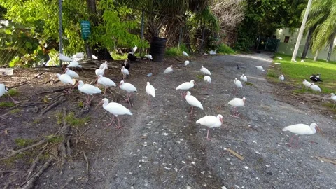 White Ibis at a Park Stock Footage 223272858