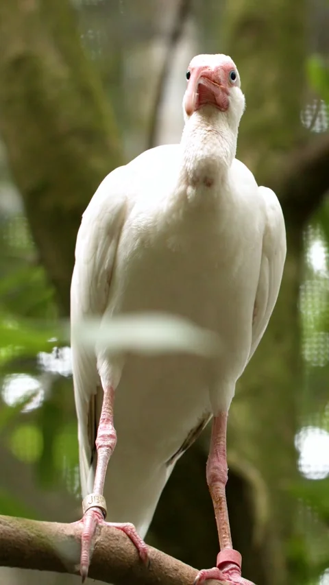 White Ibis Perched on a Tree Branch in Tropical Jungle Vídeos de archivo 329597532