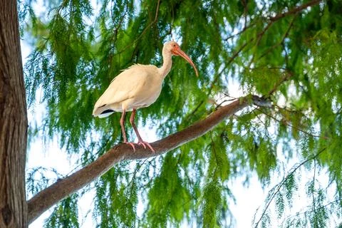 White Ibis Perched on a Tree Branch in Orlando, Florida Stock Photos