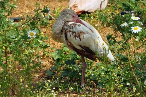 White ibis Stock Photos