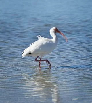 White ibis Stock Photos